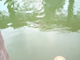 img233.jpeg.small.jpeg