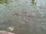 img241.jpeg.small.jpeg