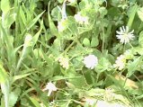 img312.jpeg.small.jpeg